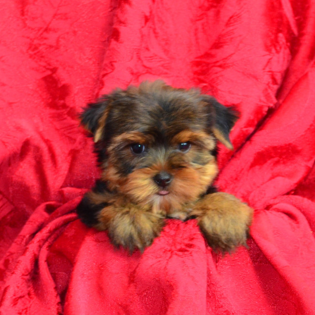 Flint male yorkie