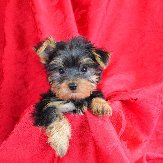 Deacon male yorkie