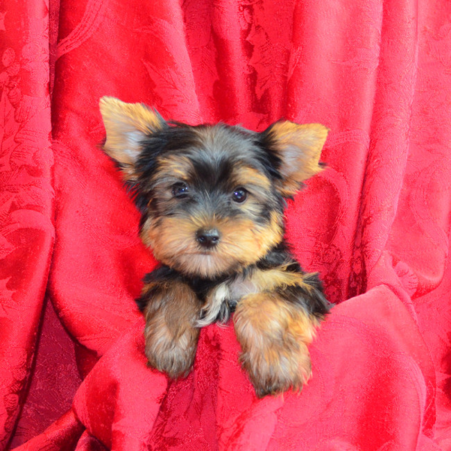 Thumbnail [100%x225]