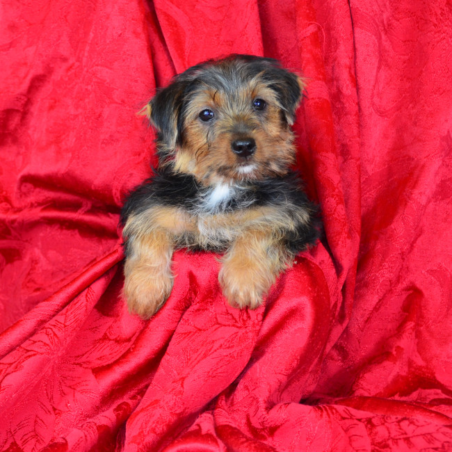 Barbie female yorkie