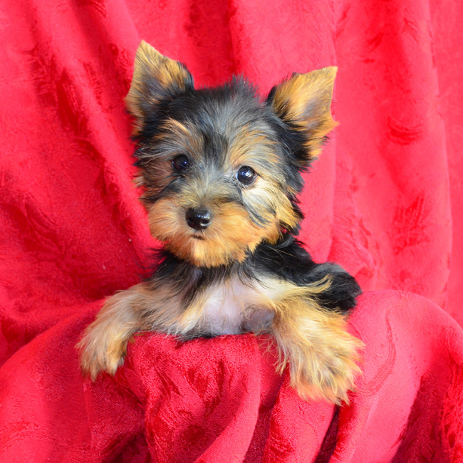 Harvey male yorkie
