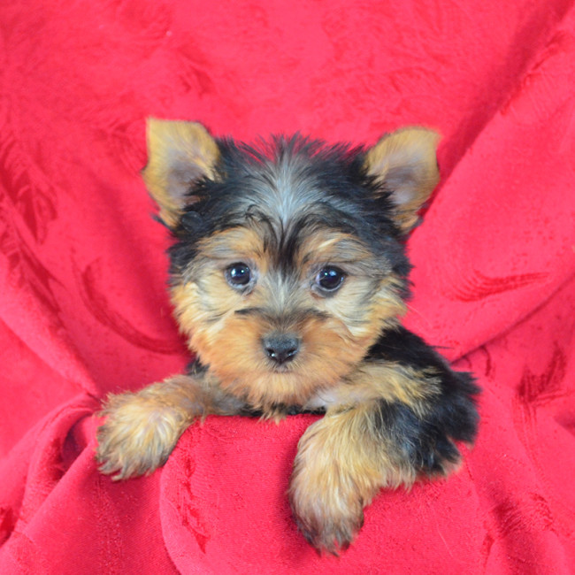 Thumbnail [100%x225]