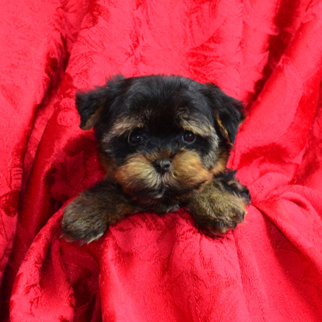 Glory male yorkie