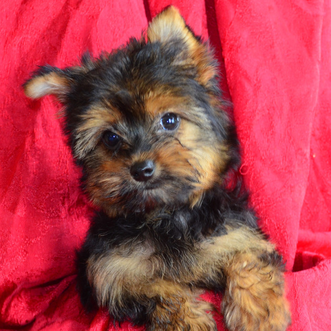 Sally female yorkie