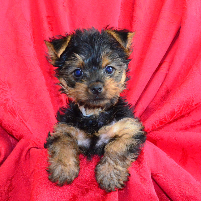 Snuggles female yorkie