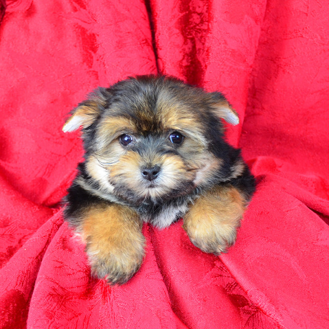 Mercedes (teacup) female yorkie