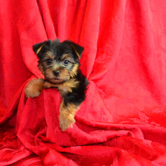 Thumbnail [100%x225]