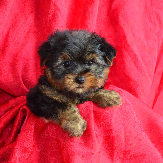 Nitro male yorkie