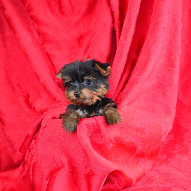 Ford (TEACUP) male yorkie