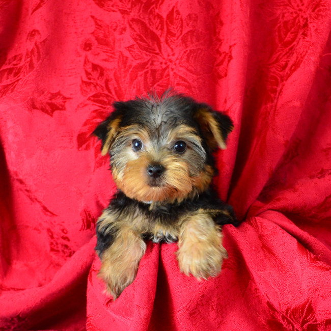 Millie female yorkie