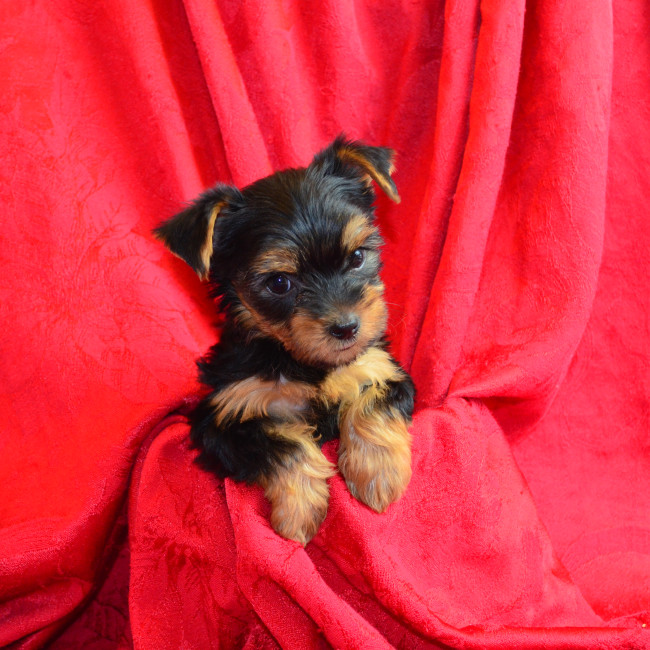Luna female yorkie