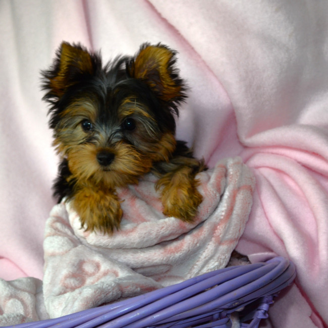Daisy May female yorkie