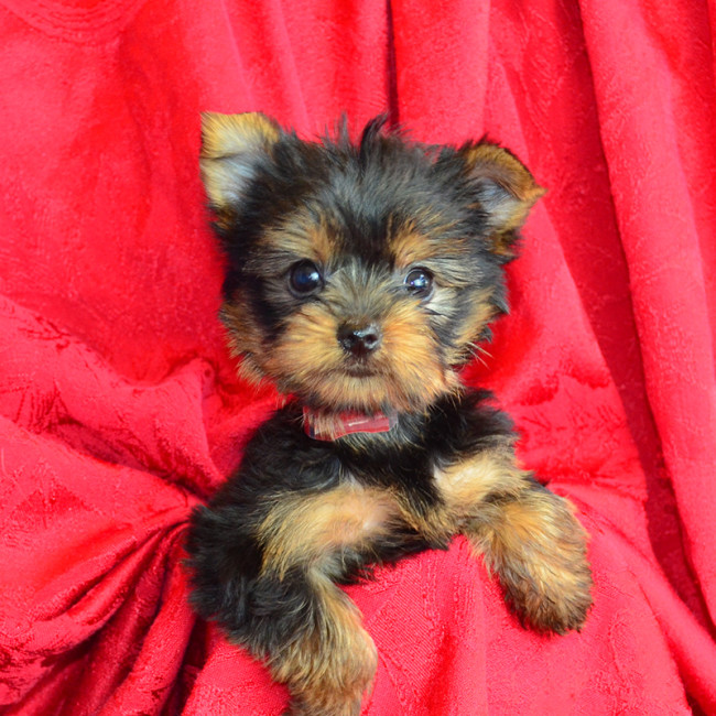 Thumbnail [100%x225]