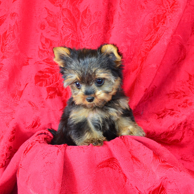 Junebug female yorkie