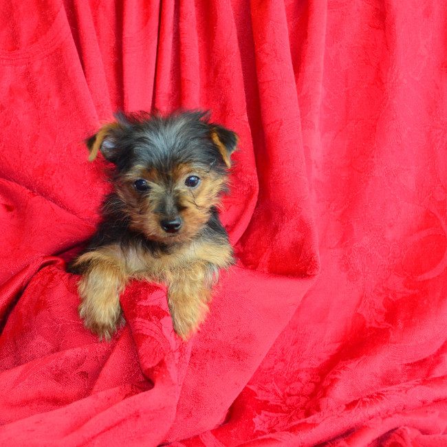 Thumbnail [100%x225]