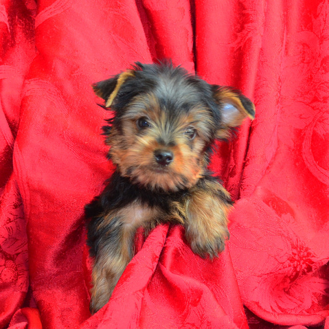 Thumbnail [100%x225]