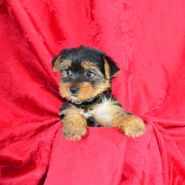 Layla female yorkie