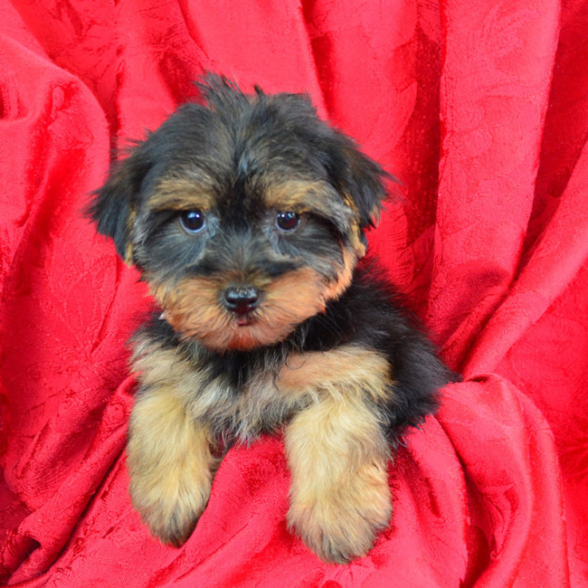 Dottie female yorkie