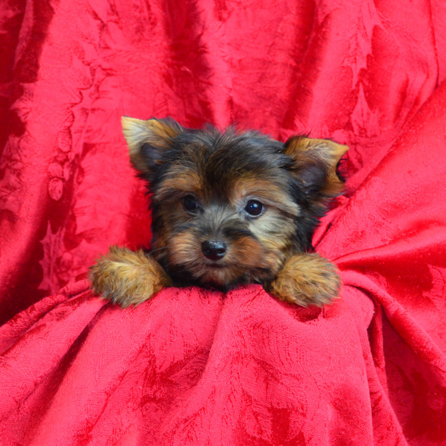 Cooper male yorkie