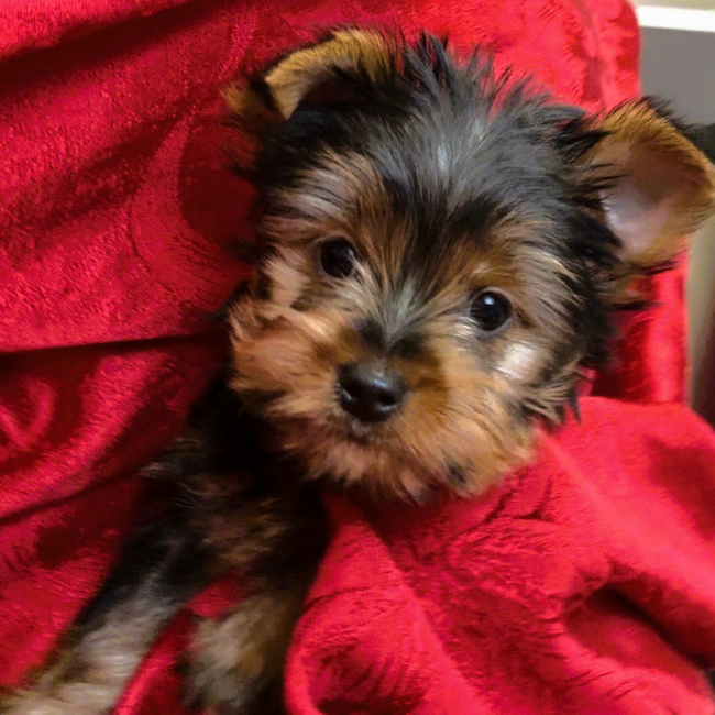 Thumbnail [100%x225]