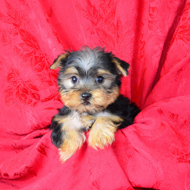 Remington male yorkie