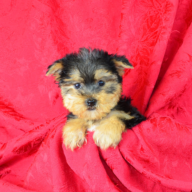 Ryder male yorkie