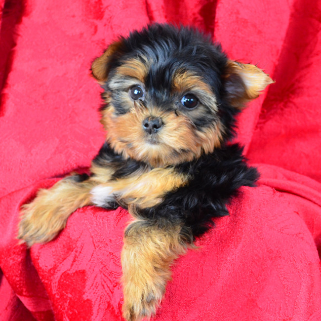 Peaches female yorkie