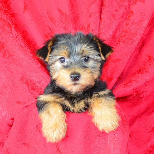 Laramie male yorkie