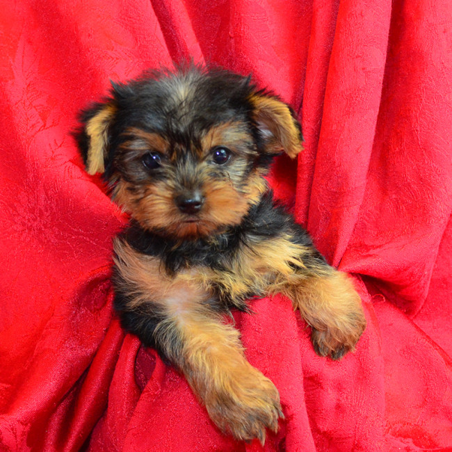 Thumbnail [100%x225]