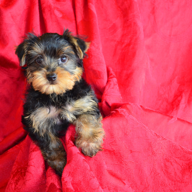Fame male yorkie