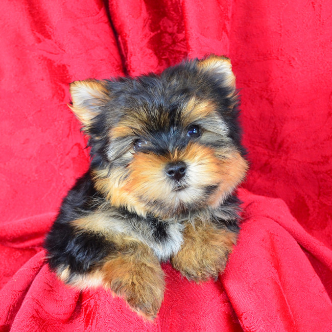 Muffin female yorkie