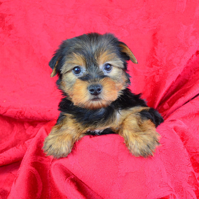 Ernie male yorkie