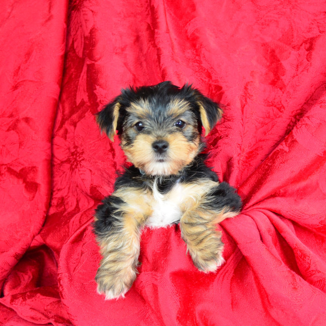 Alyse female yorkie