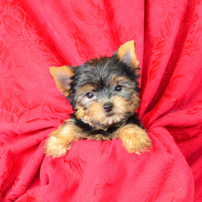 Lambert male yorkie