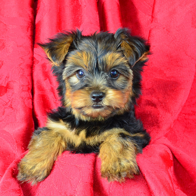 Higgins male yorkie