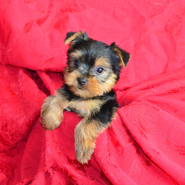 Steadman male yorkie
