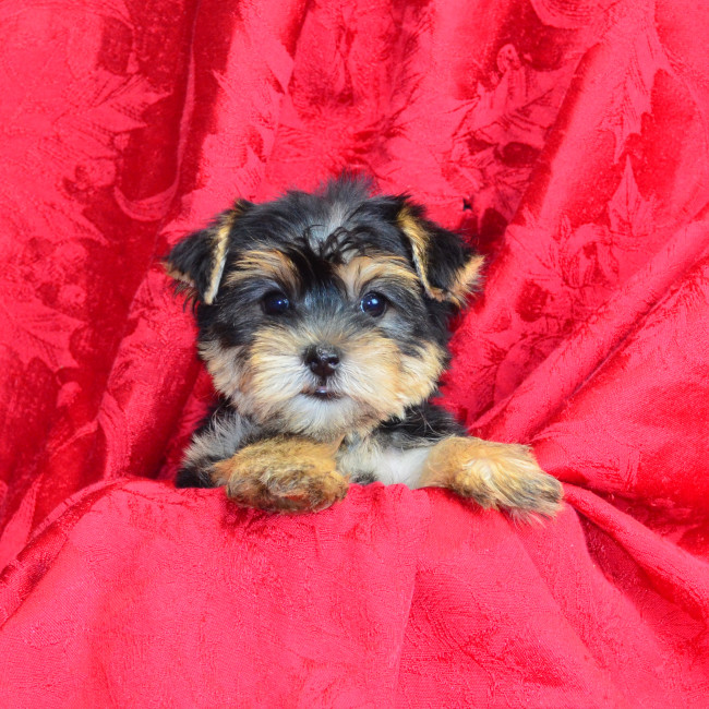 Houston male yorkie