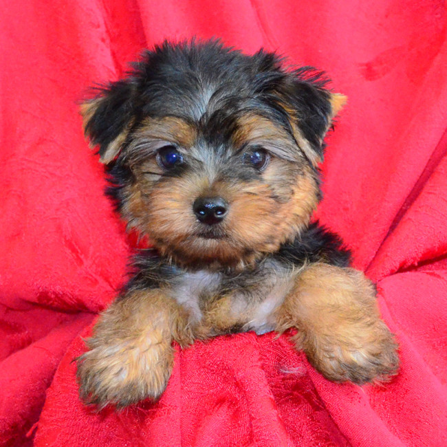 Noodles male yorkie
