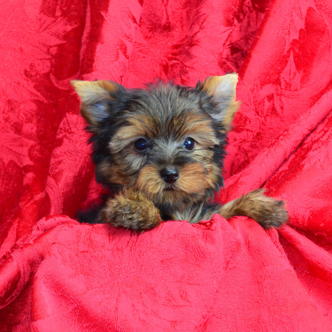 Cody male yorkie