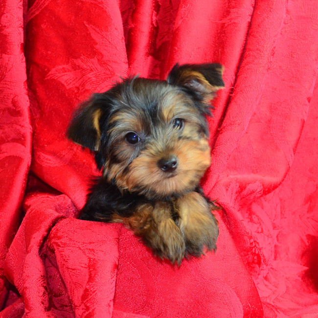 Thumbnail [100%x225]