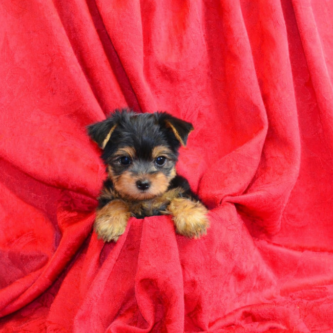 Thumbnail [100%x225]