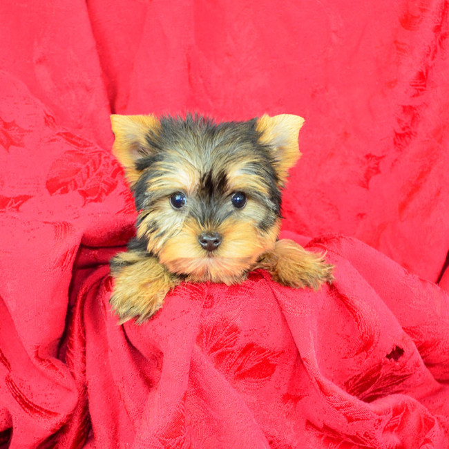 Angus male yorkie
