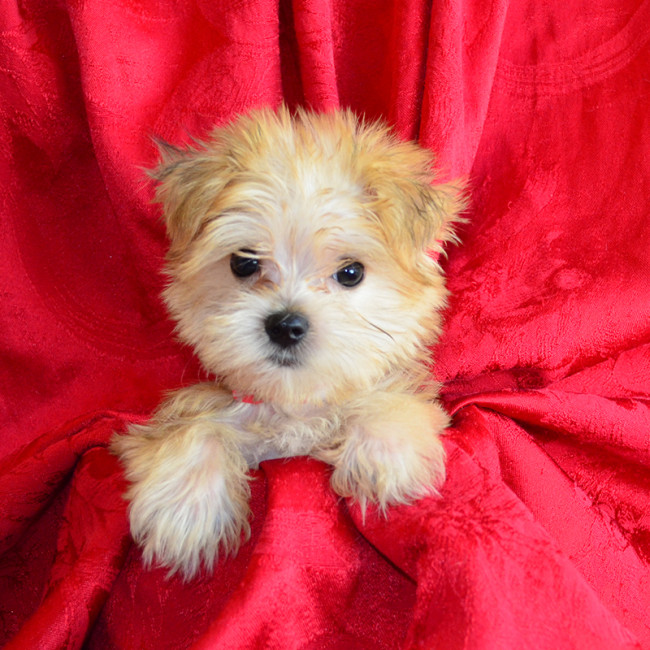 Nibbles male morkie