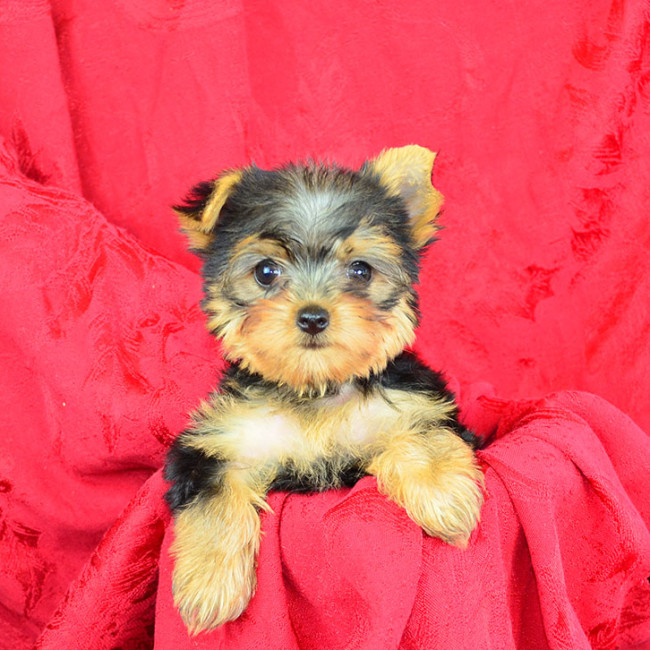 Haley female yorkie