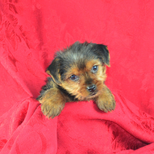 Thumbnail [100%x225]