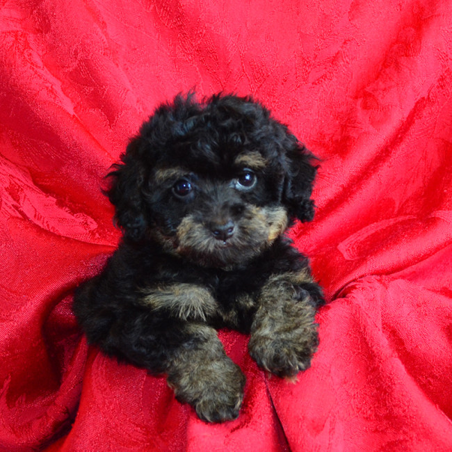 Petunia female poodle