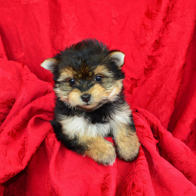 Jolene female yorkie