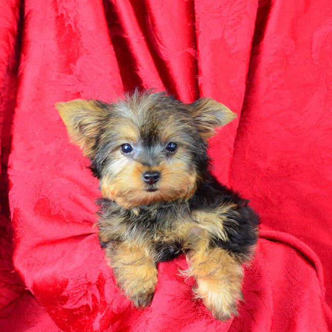 Arturo (teacup) male yorkie