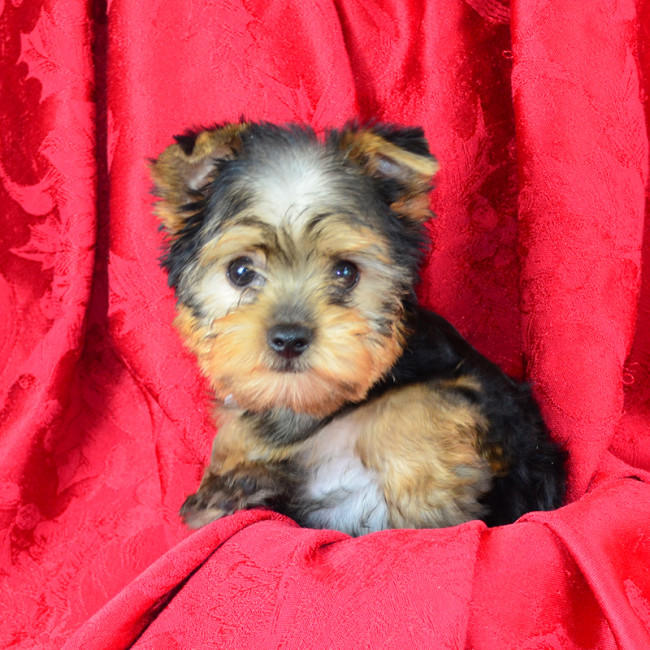 Doogie male yorkie