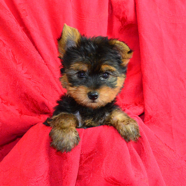 Weejee male yorkie